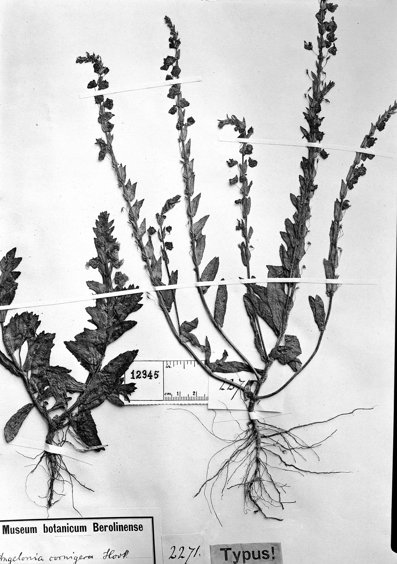 Angelonia cornigera image