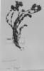 Euphrasia chrysantha image
