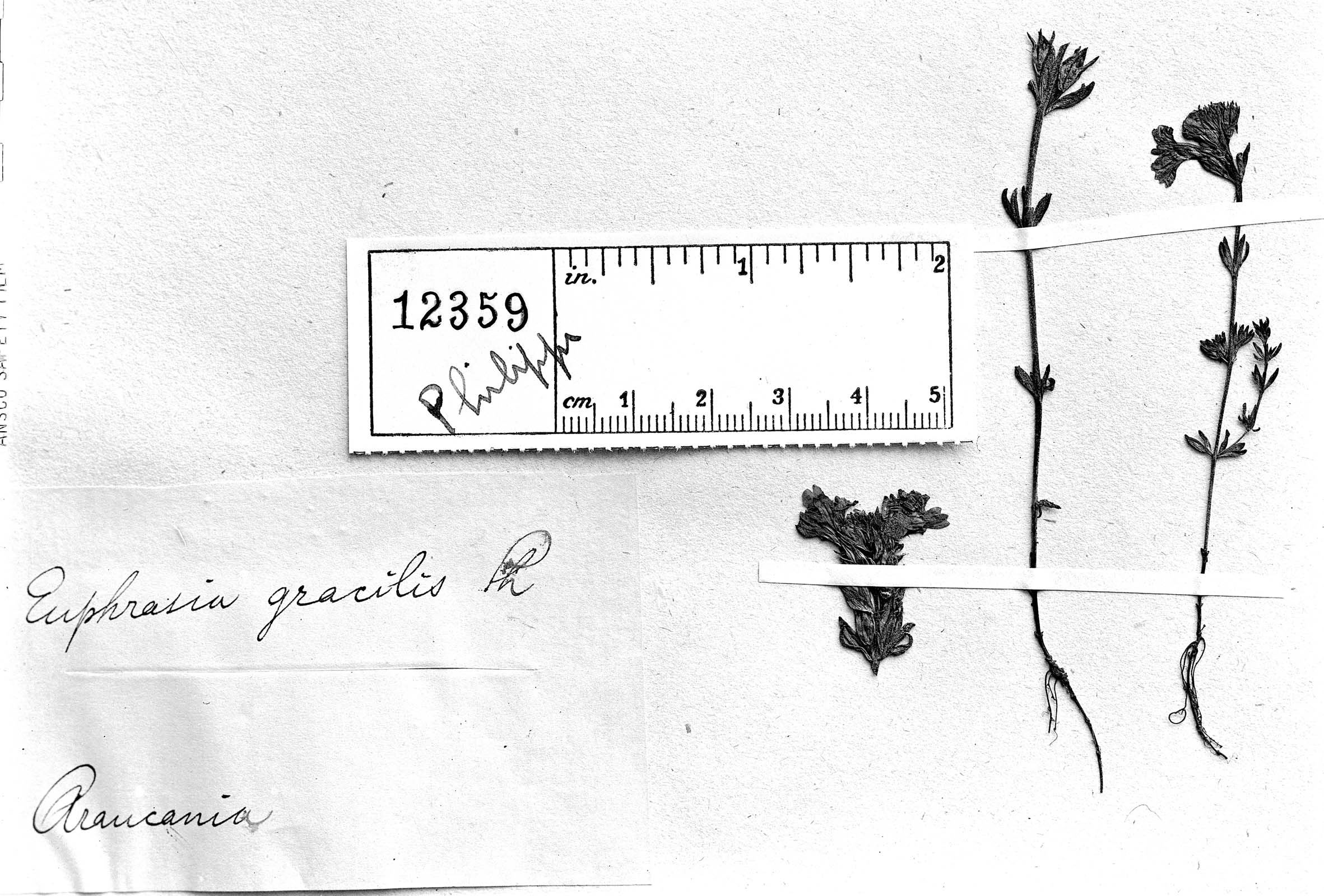 Euphrasia gracilis image