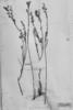 Agalinis brachyphylla image