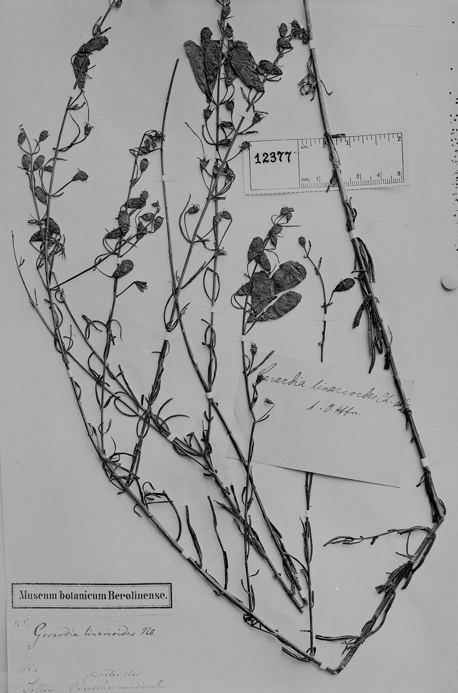 Agalinis linarioides subsp. linarioides image