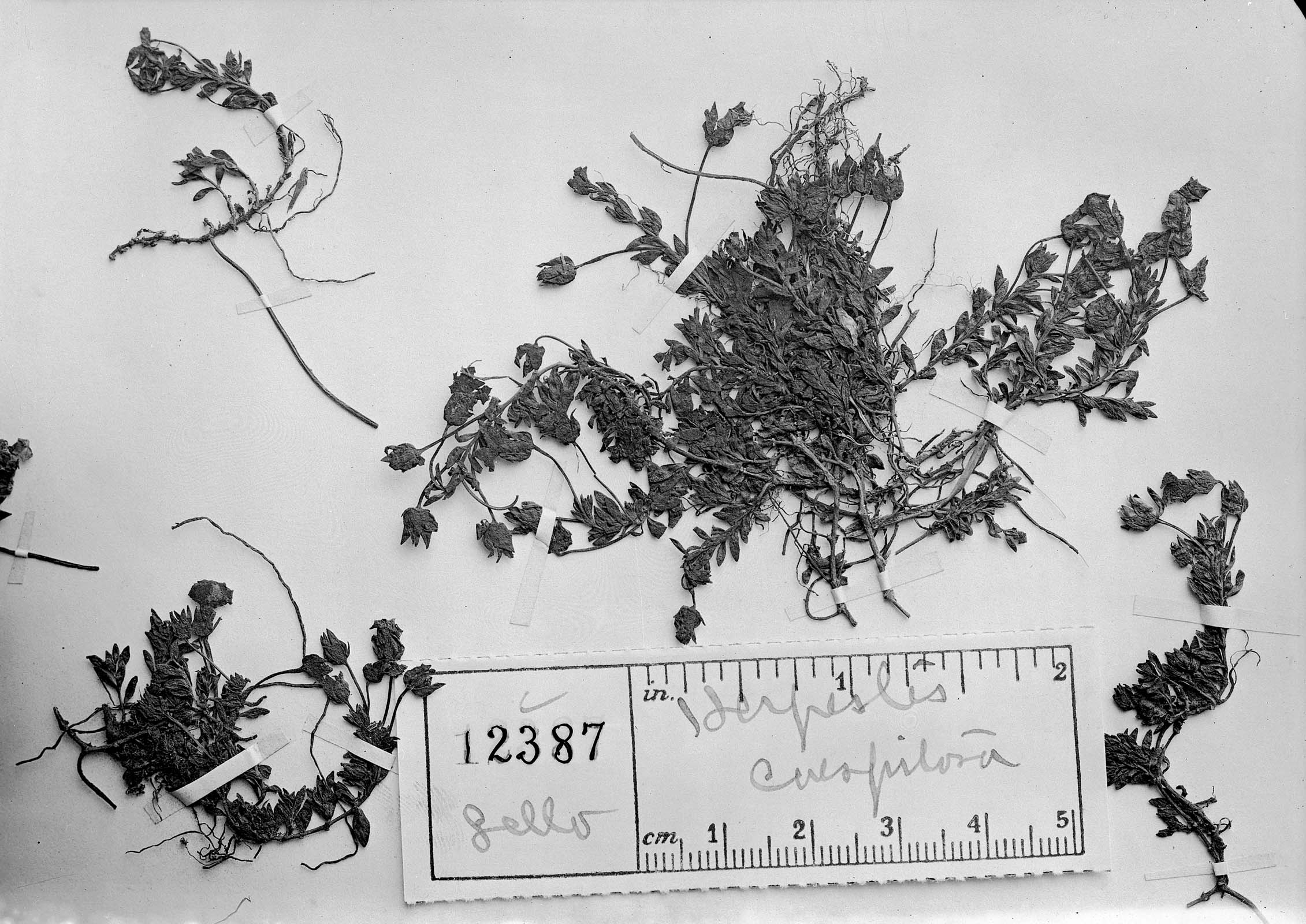 Mecardonia procumbens var. caespitosa image