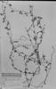 Mecardonia flagellaris image