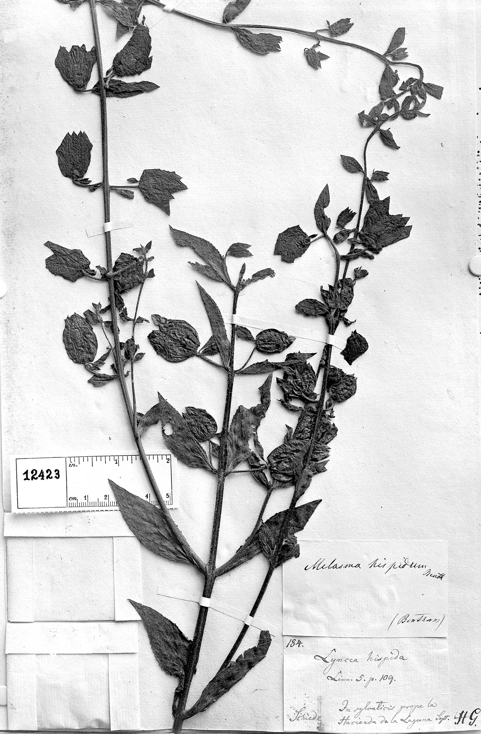 Lophospermum physalodes image
