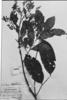 Zanthoxylum monogynum subsp. monogynum image