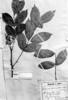 Zanthoxylum monogynum subsp. monogynum image