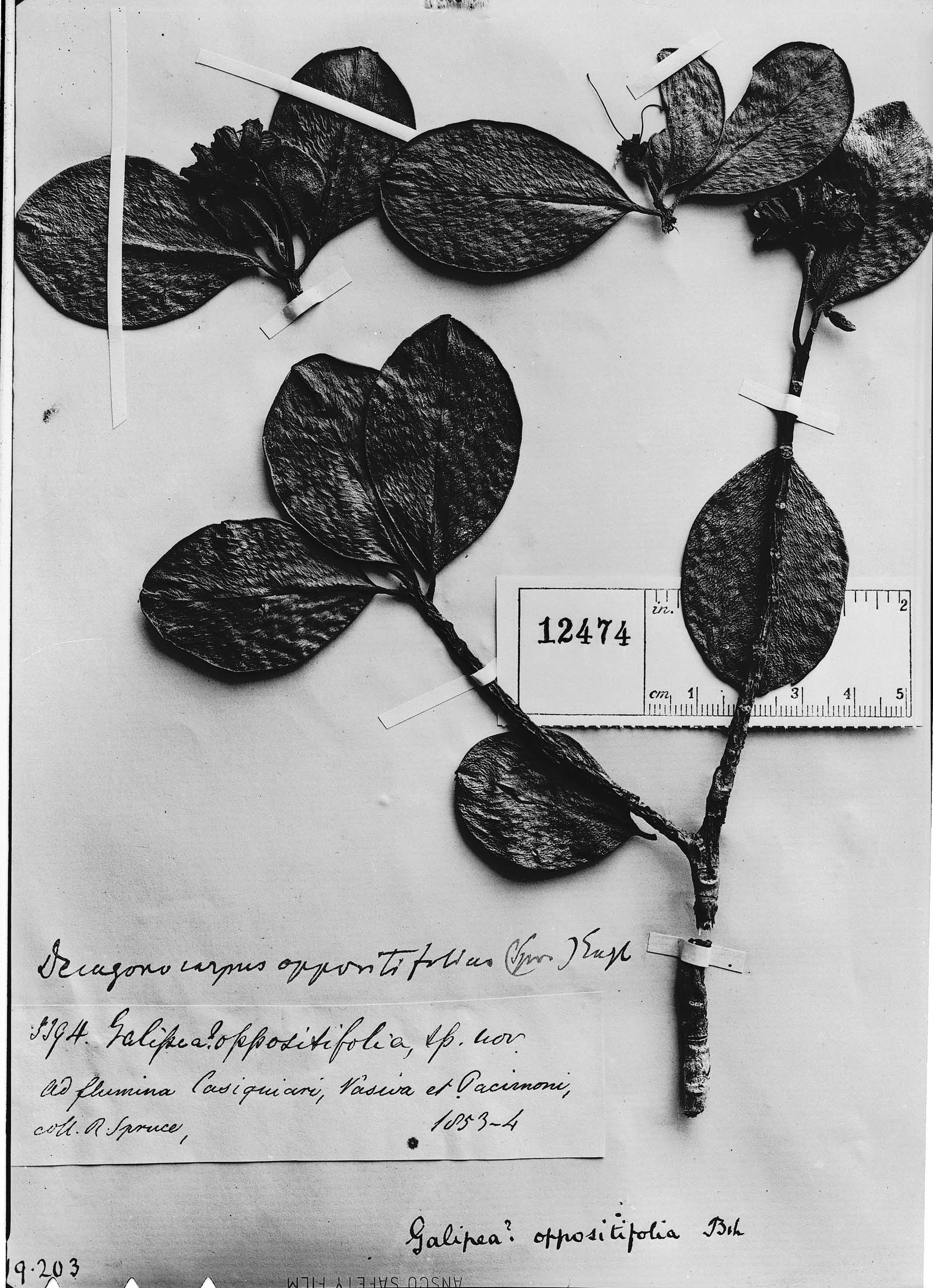 Decagonocarpus oppositifolius image