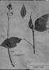 Galipea laxiflora image