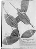 Ravenia polygalaecalyx image