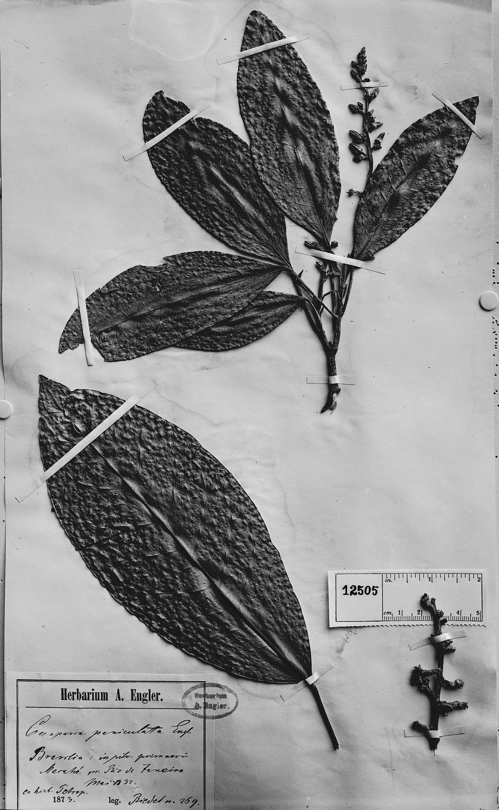 Conchocarpus paniculatus image