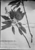 Esenbeckia densiflora image