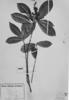 Esenbeckia pilocarpoides subsp. pilocarpoides image
