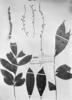 Picramnia ramiflora image