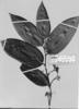 Schistostemon macrophyllum image