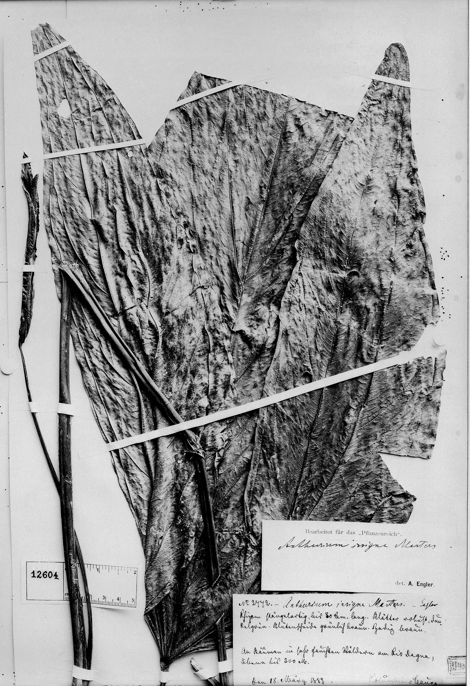Anthurium trilobum image