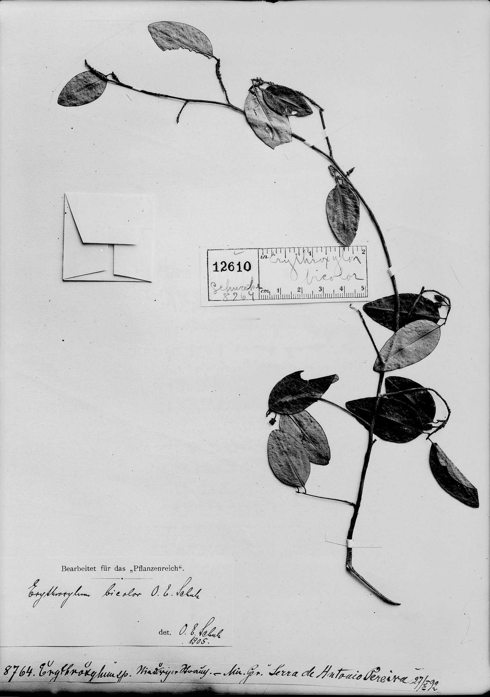 Erythroxylum bicolor image
