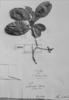 Erythroxylum macrophyllum image
