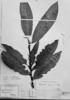 Erythroxylum amplifolium image