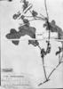 Tetrapterys cardiophylla image