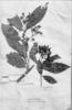Tetrapterys crebriflora image