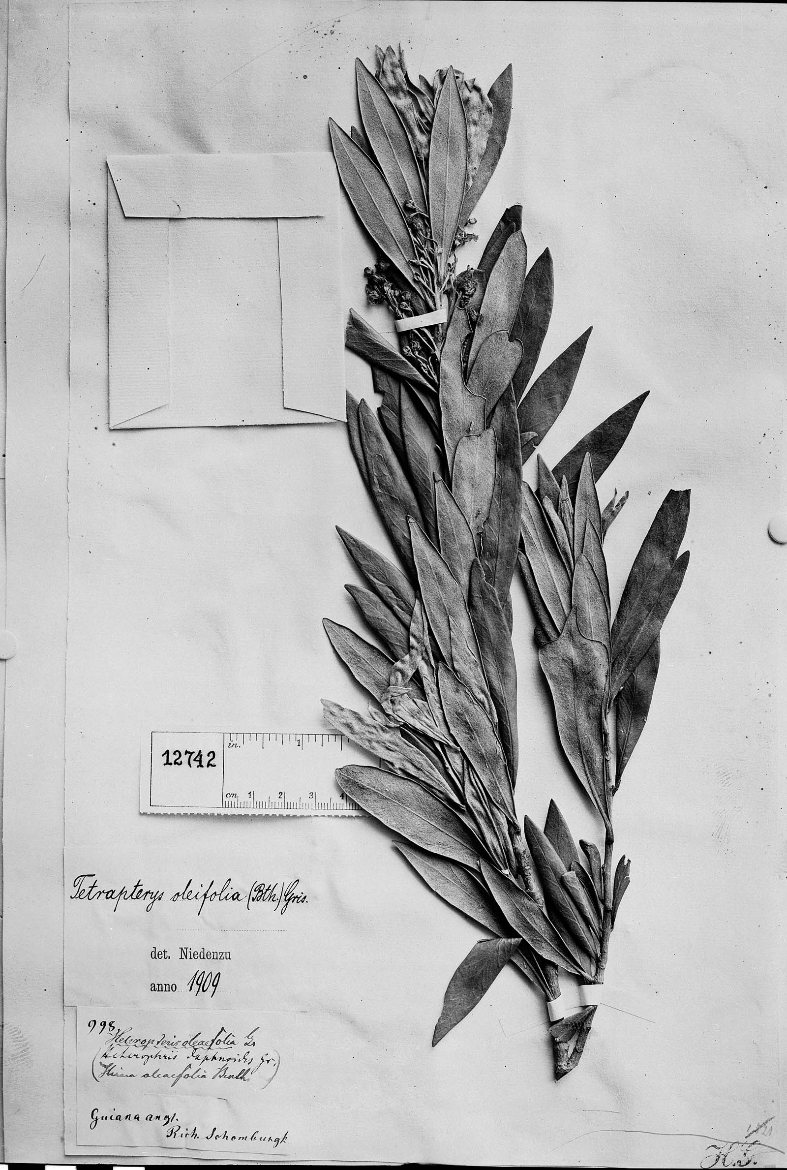 Tetrapterys oleifolia image