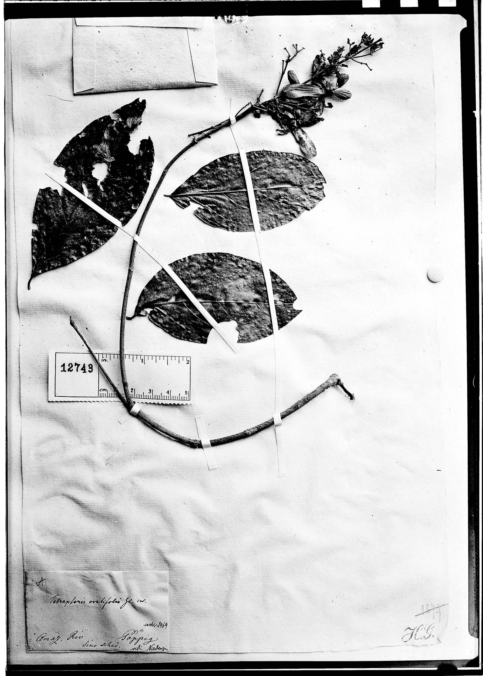 Tetrapterys ovalifolia image