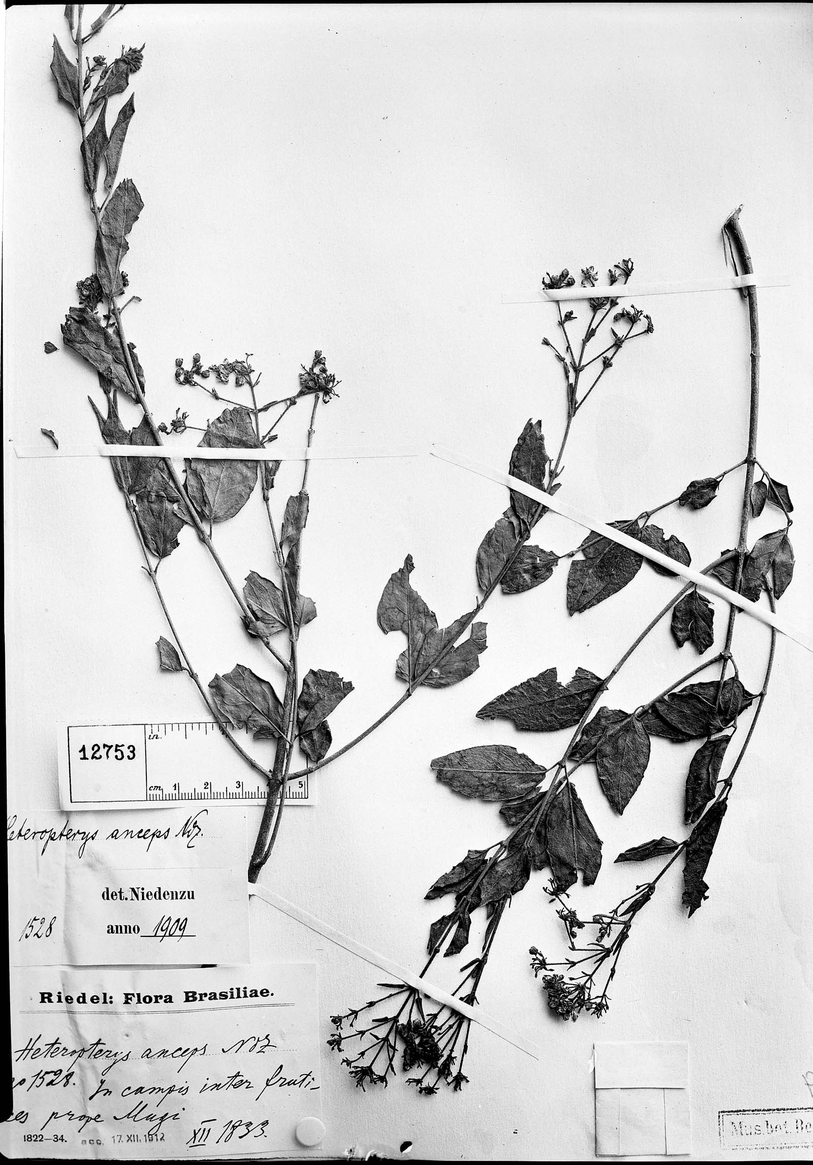 Heteropterys banksiifolia image