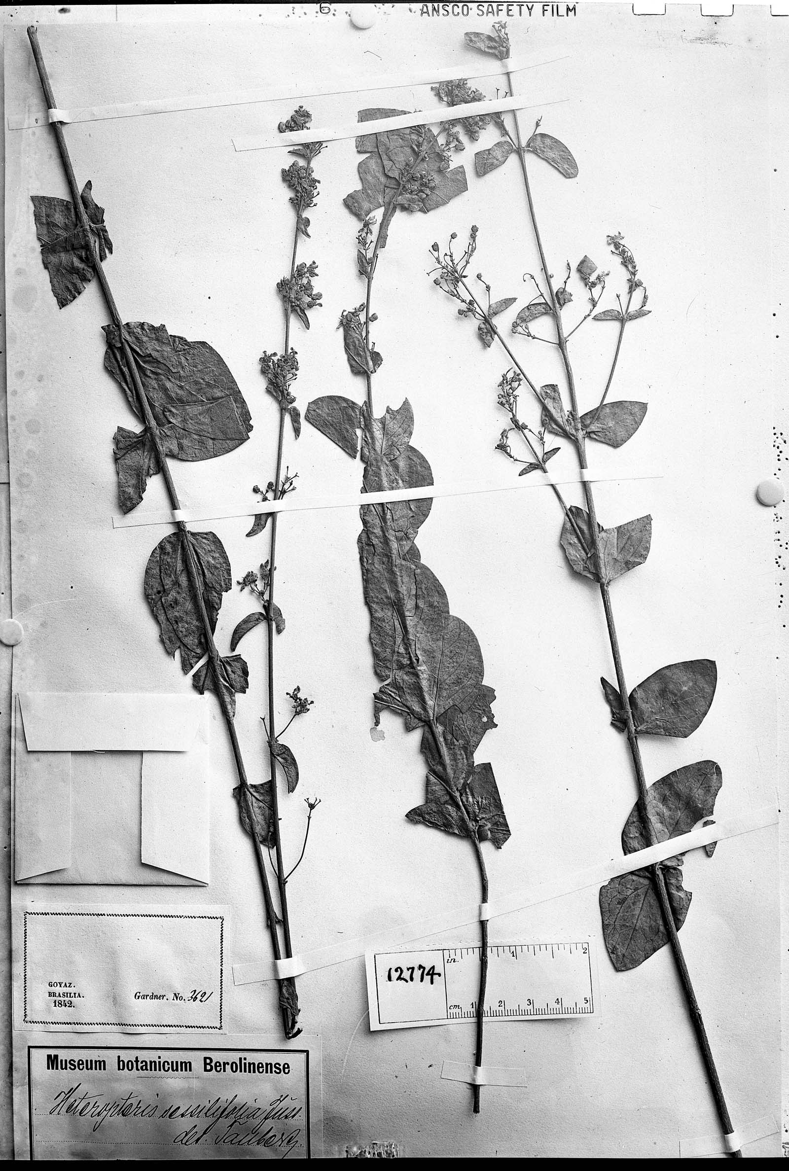 Heteropterys sessilifolia image