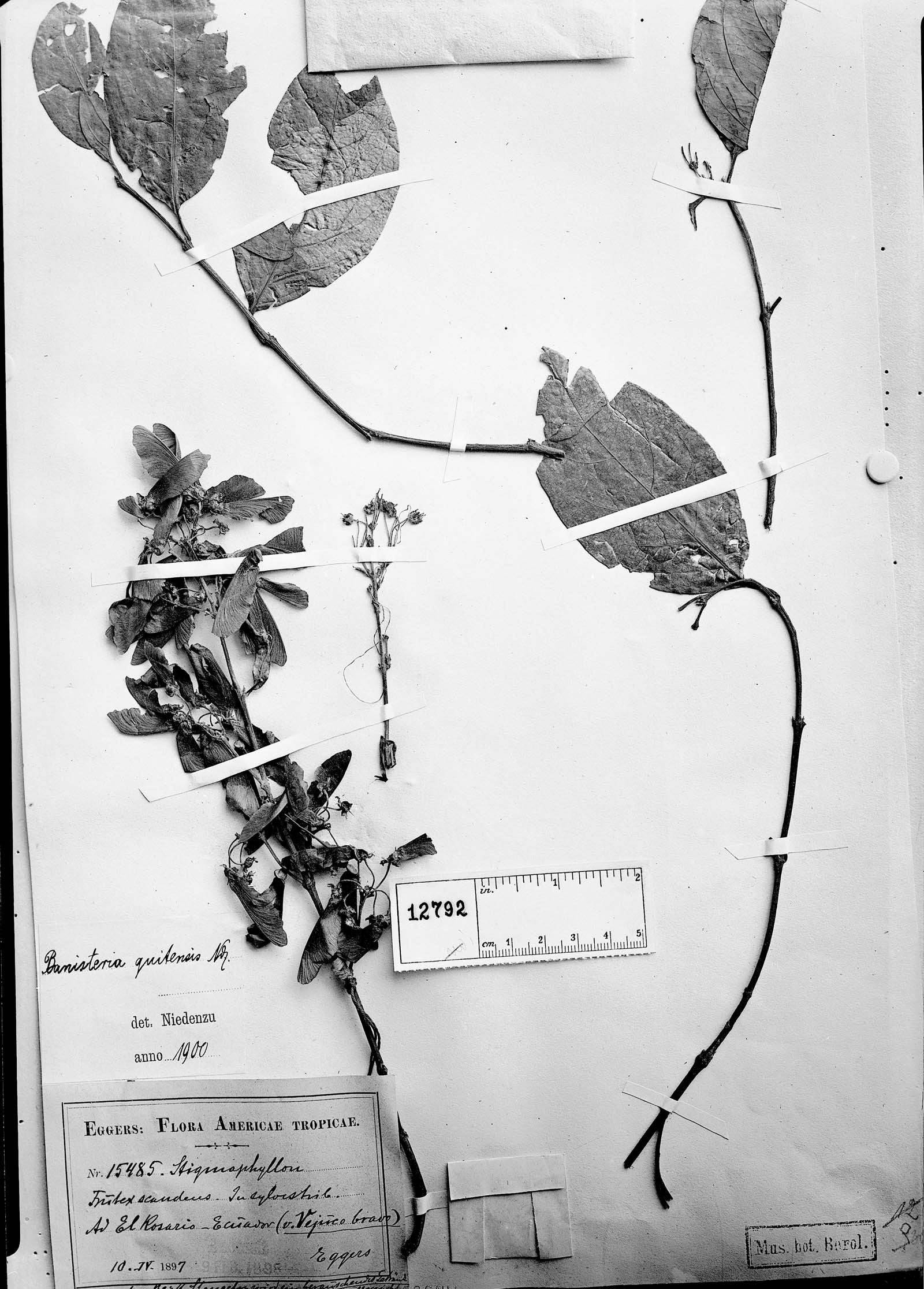 Banisteria quitensis image