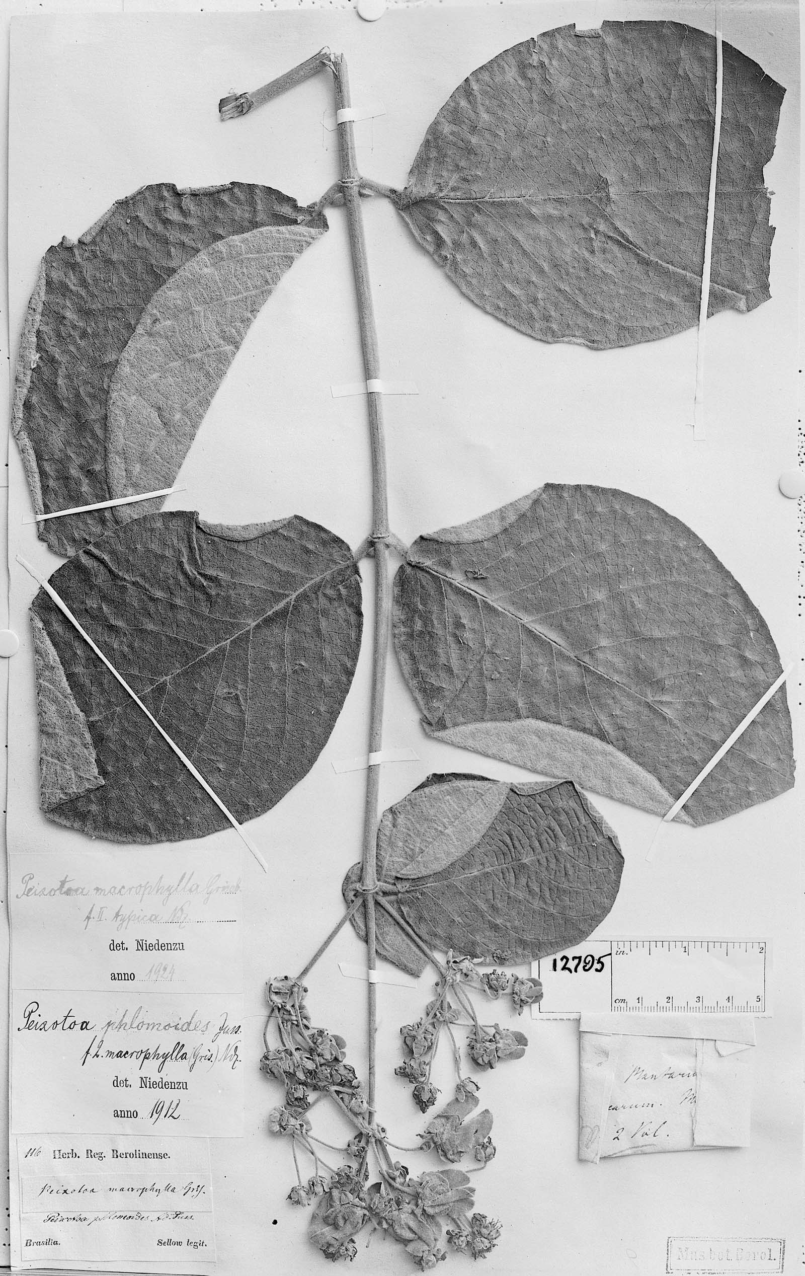 Peixotoa macrophylla image
