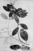 Heteropterys ternstroemiifolia image