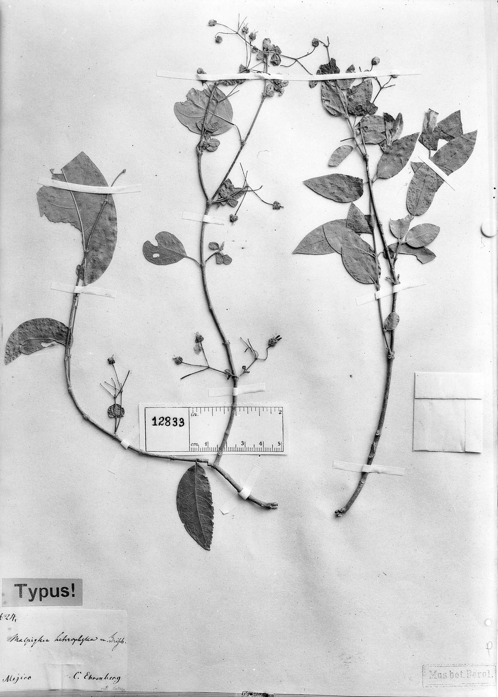Tetrapterys heterophylla image