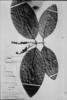 Acmanthera latifolia image