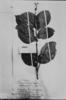 Bunchosia glandulifera image