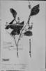 Bunchosia mollis image