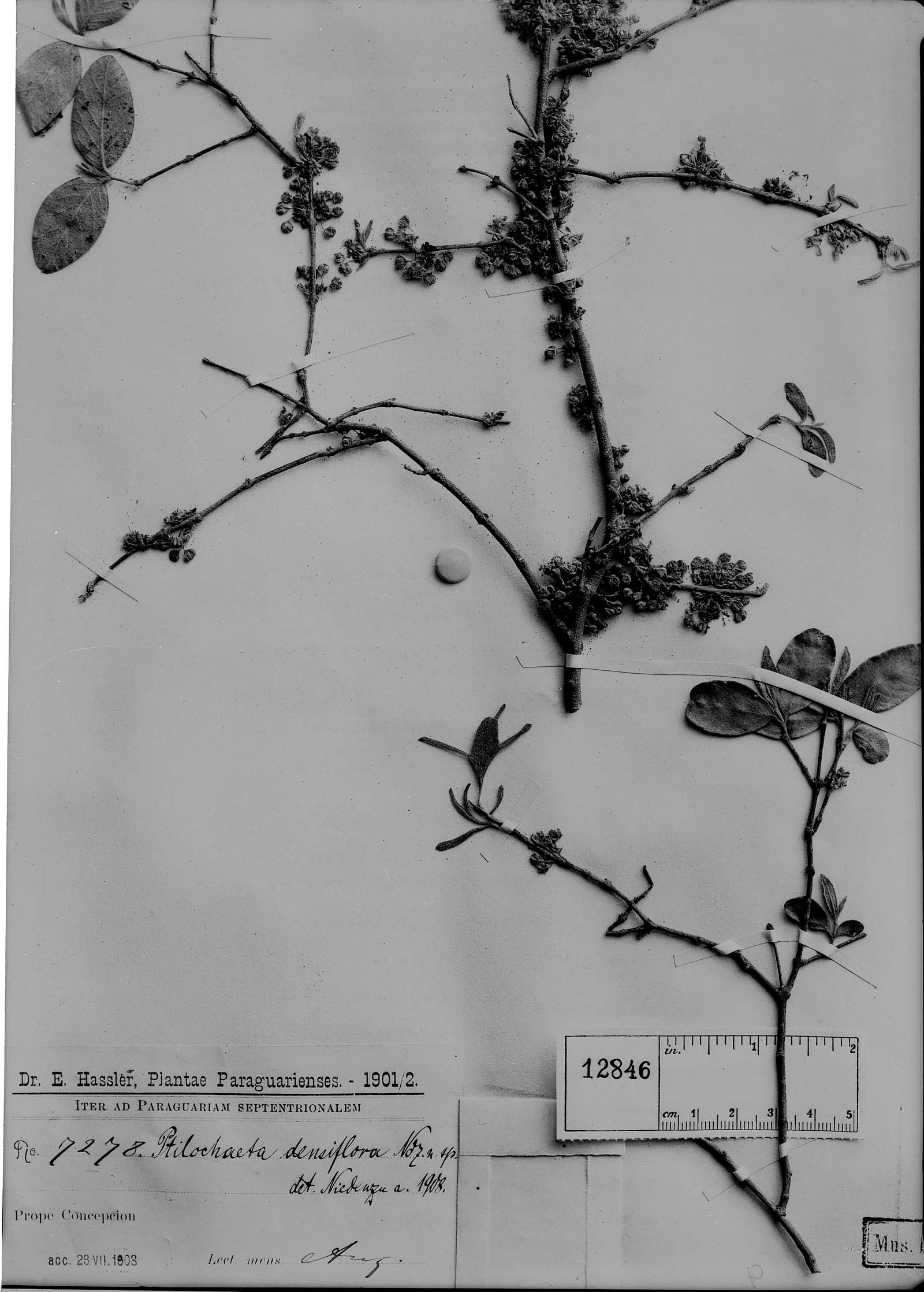 Ptilochaeta densiflora image
