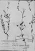 Aspicarpa salicifolia image