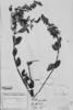 Galphimia grandiflora image