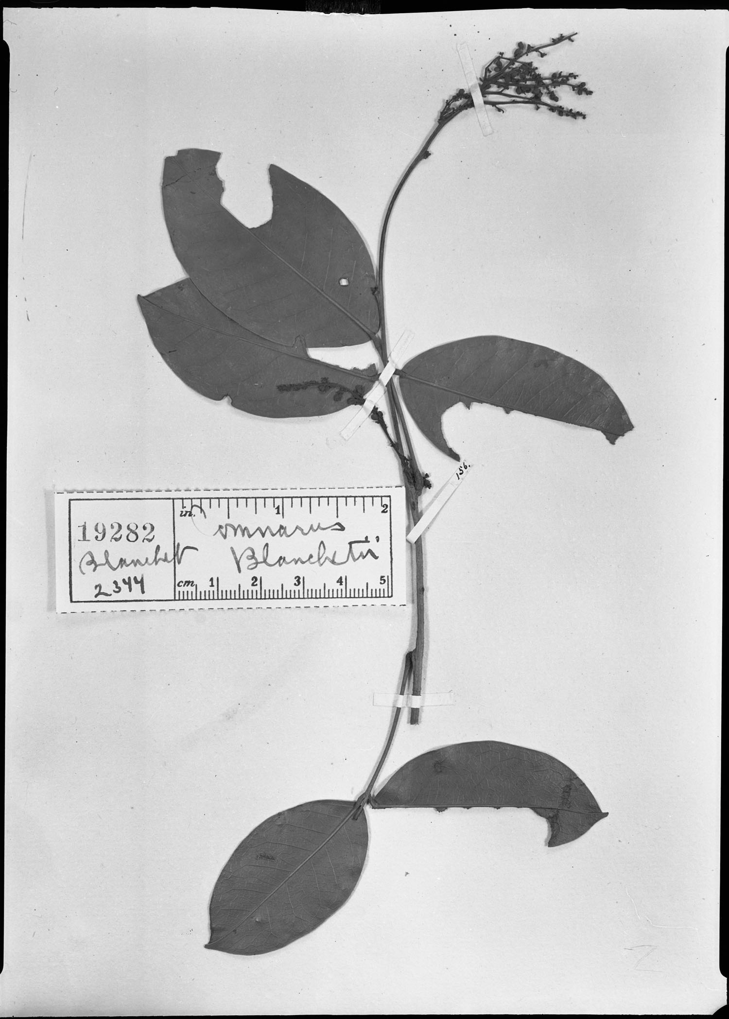 Connarus blanchetii image