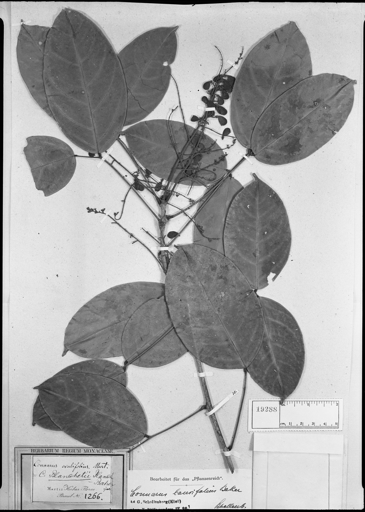 Connarus blanchetii image