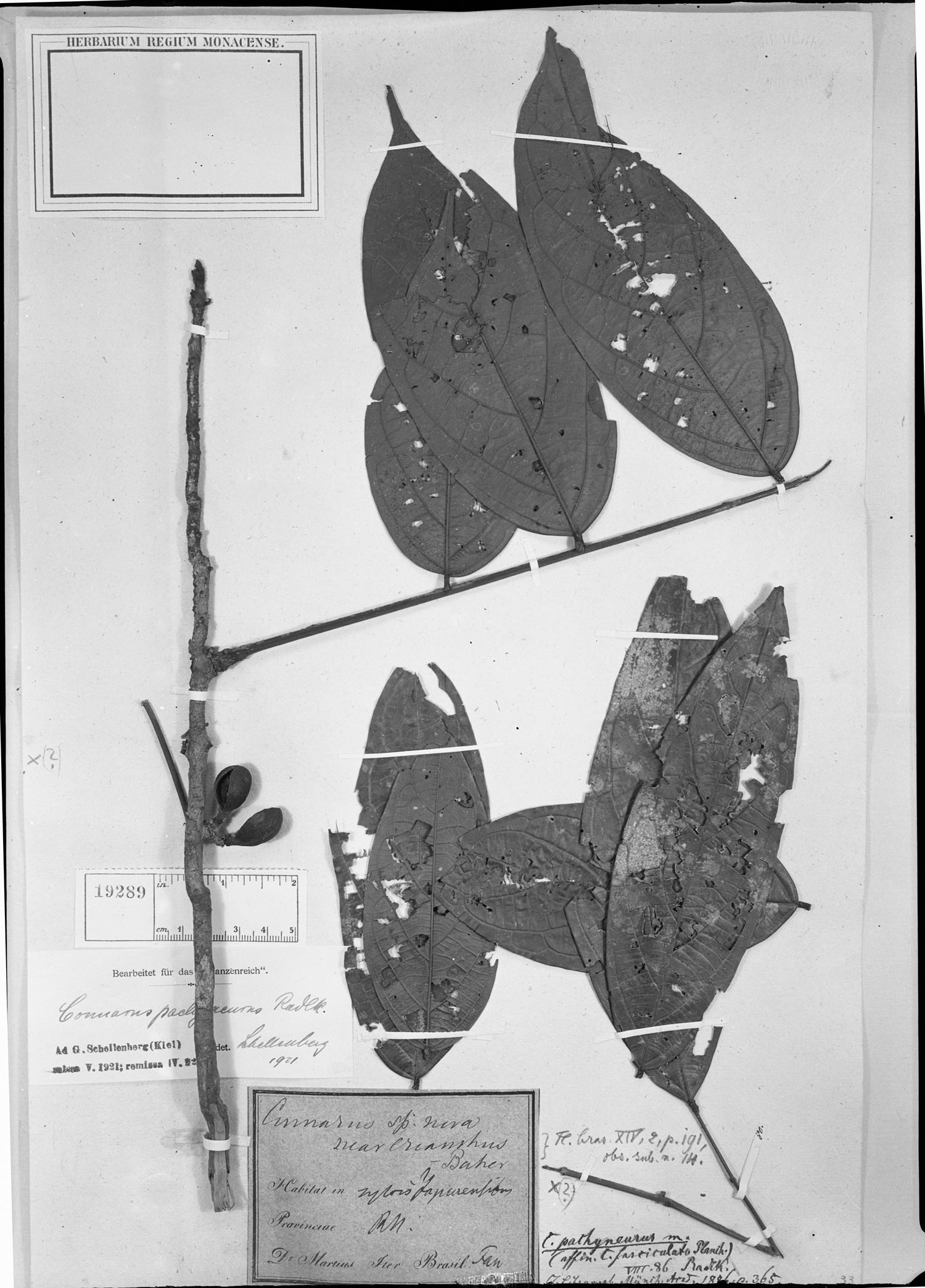 Connarus fasciculatus subsp. pachyneurus image