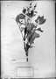 Licania octandra subsp. octandra image