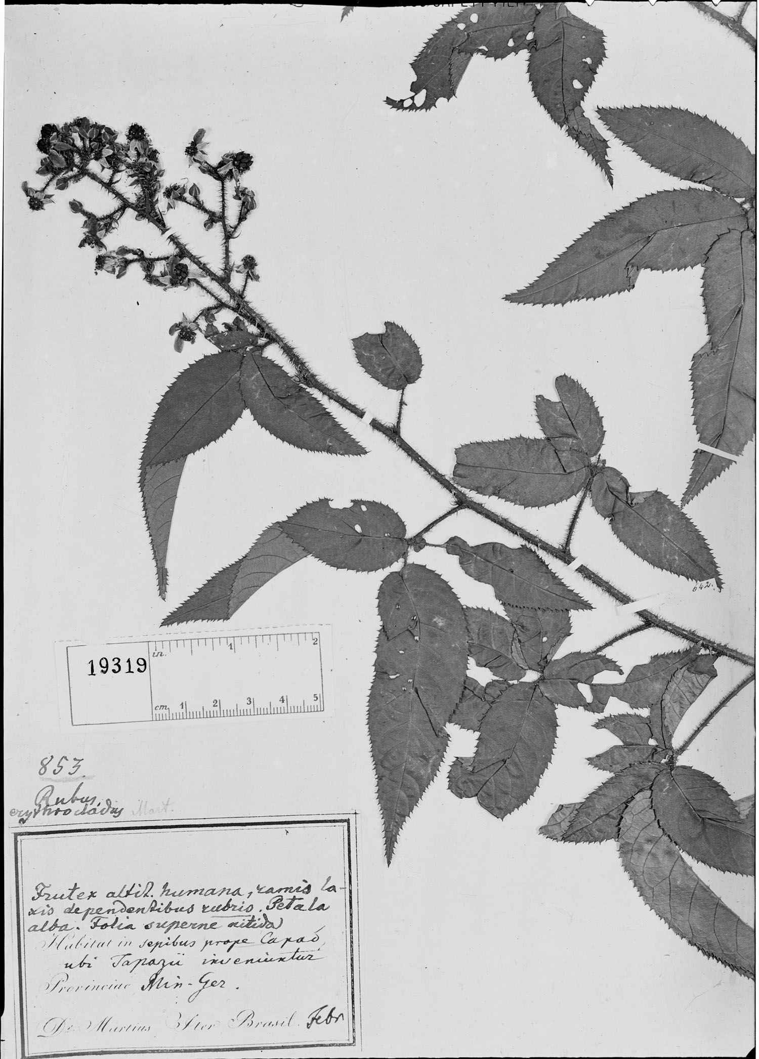 Rubus erythrocladus image