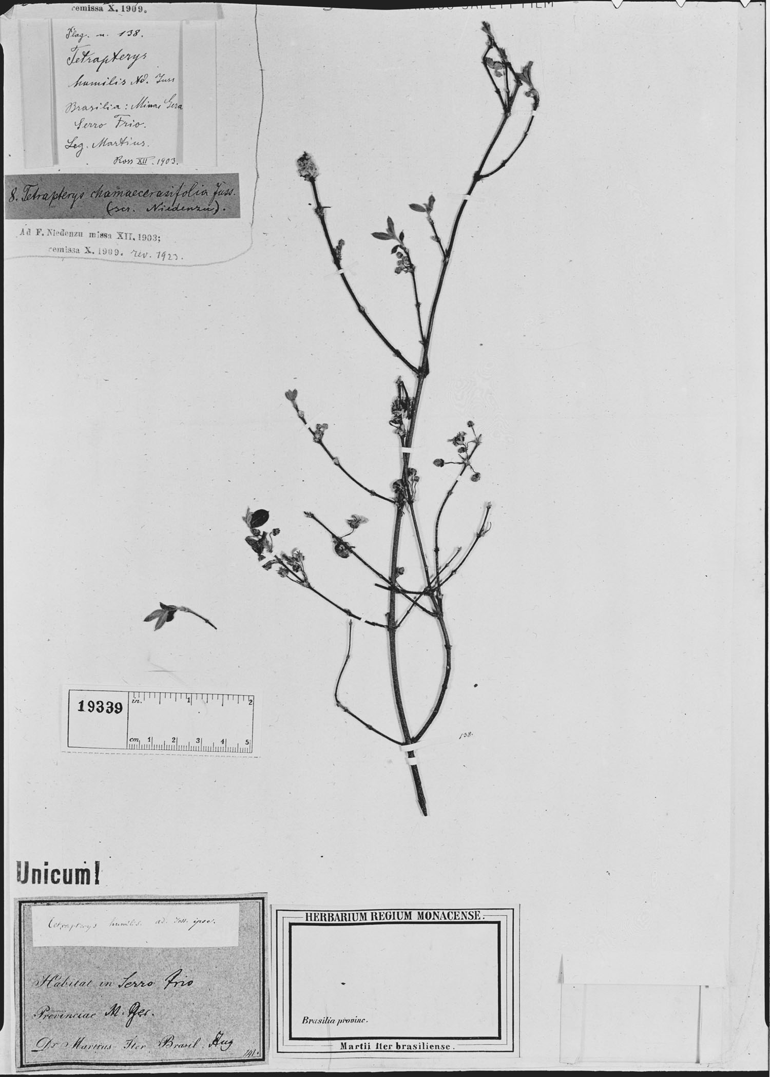Tetrapterys chamaecerasifolia image