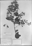 Banisteriopsis adenopoda image