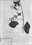 Banisteria atrosanguinea image