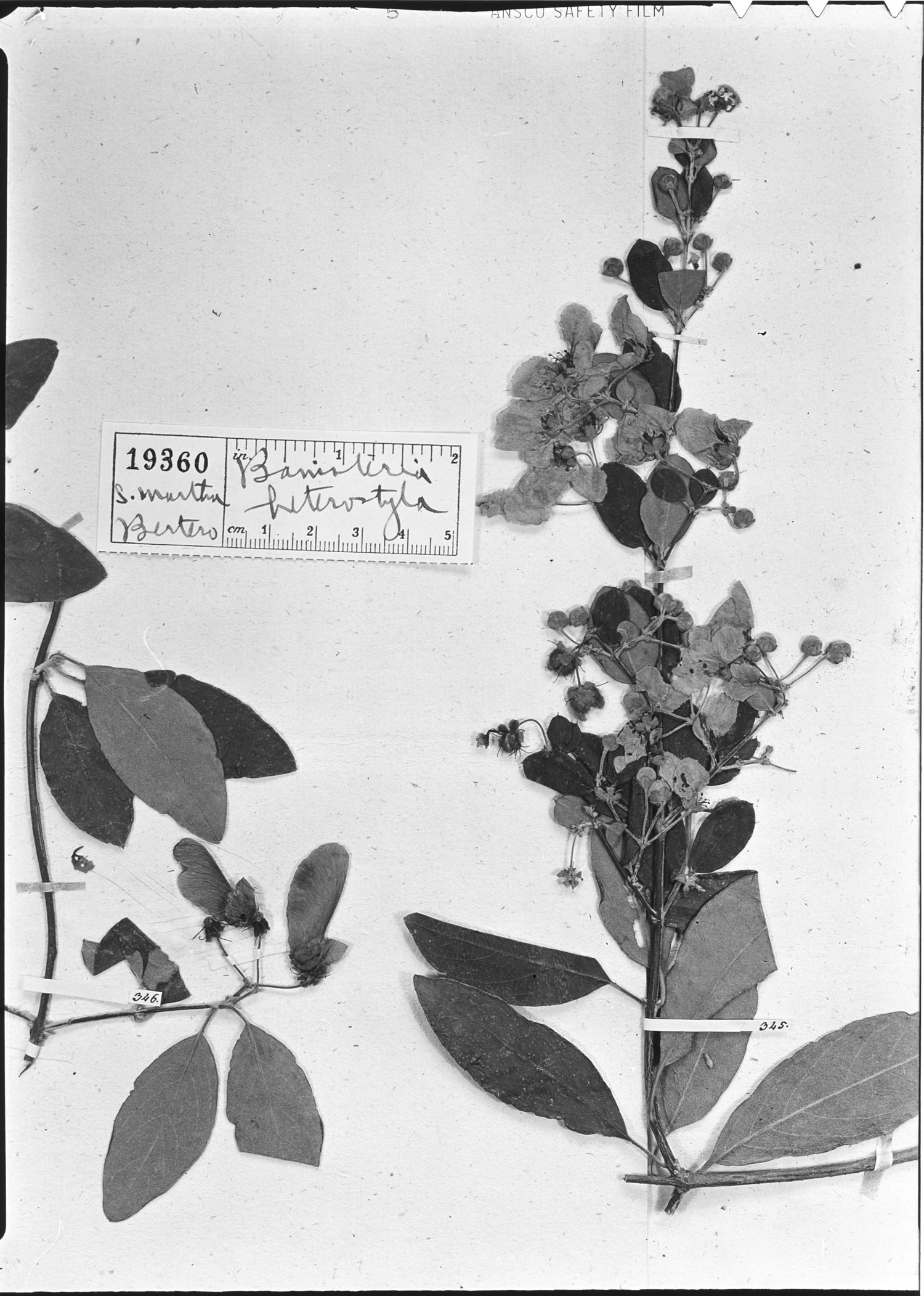 Banisteria heterostyla image