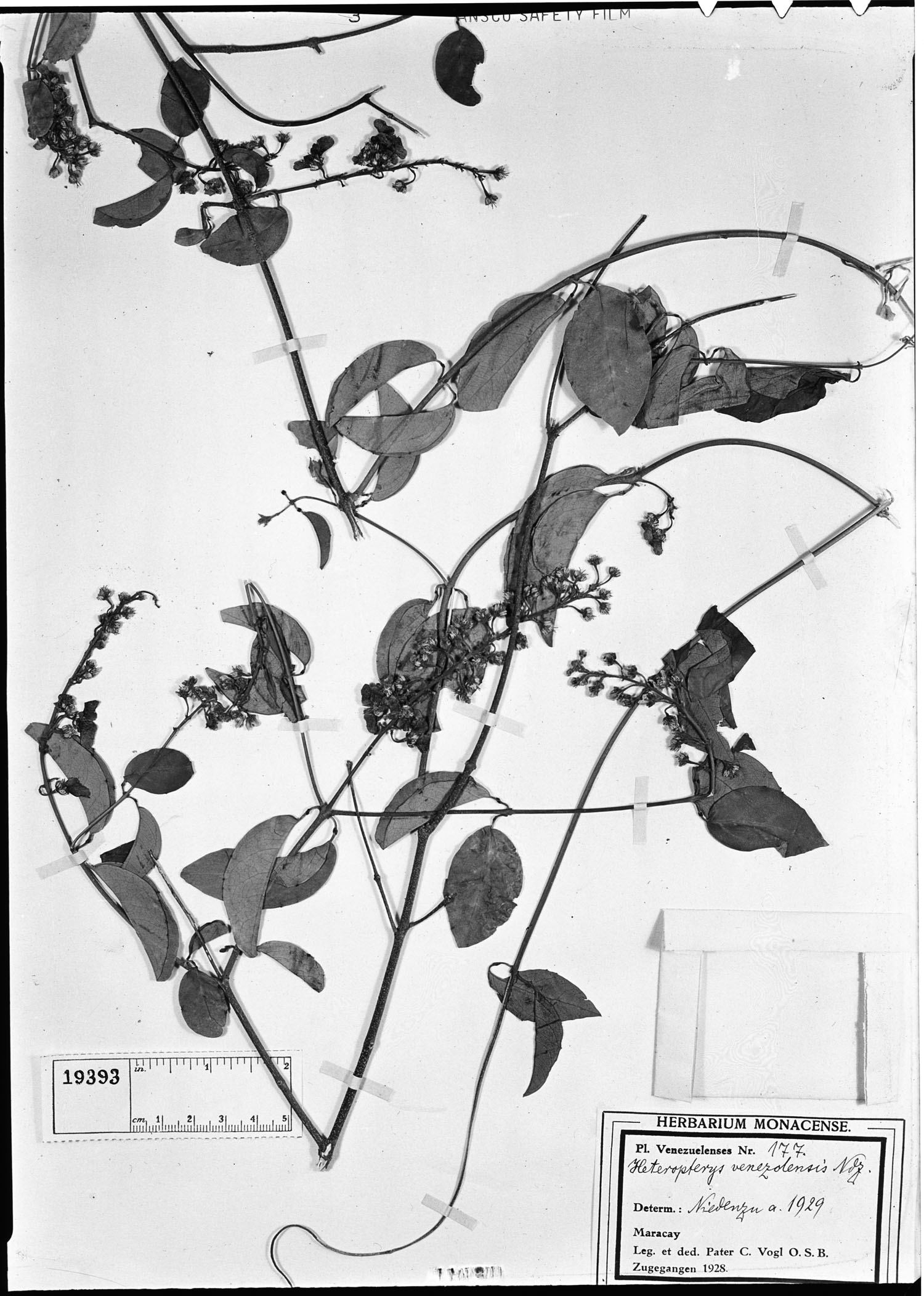Heteropterys prunifolia image