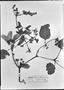 Stigmaphyllon urenifolium image
