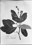Byrsonima cydoniifolia image